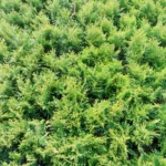 img 20170328 wa0008 scaled