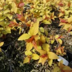 img 20170328 wa0018 scaled