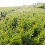 img 20170328 wa0025 scaled