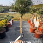 copy a3210be0 29de 41e5 a1e2 9f6d9e3506eb scaled