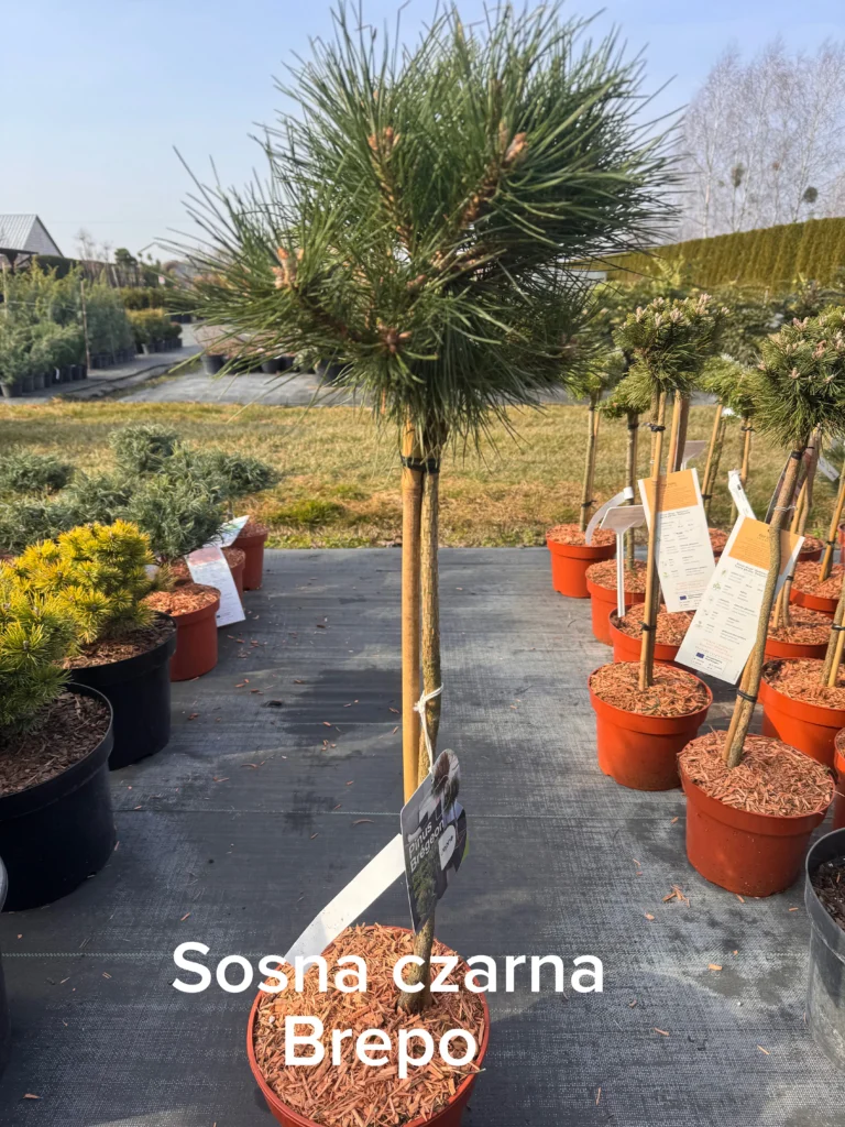 copy a3210be0 29de 41e5 a1e2 9f6d9e3506eb scaled