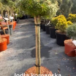 copy a9667e32 cffc 4db1 b671 a156926449d1 scaled