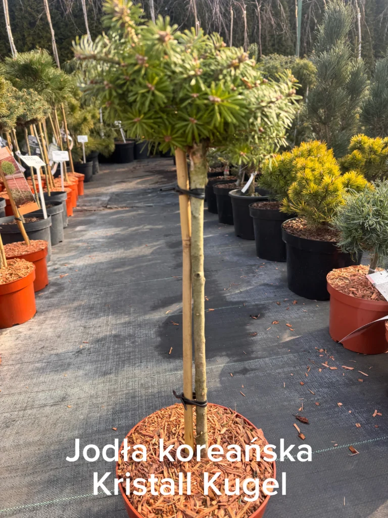 copy a9667e32 cffc 4db1 b671 a156926449d1 scaled