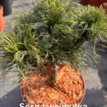 copy c098bf7e dc5f 4d45 b810 d84bd0f5edbe scaled