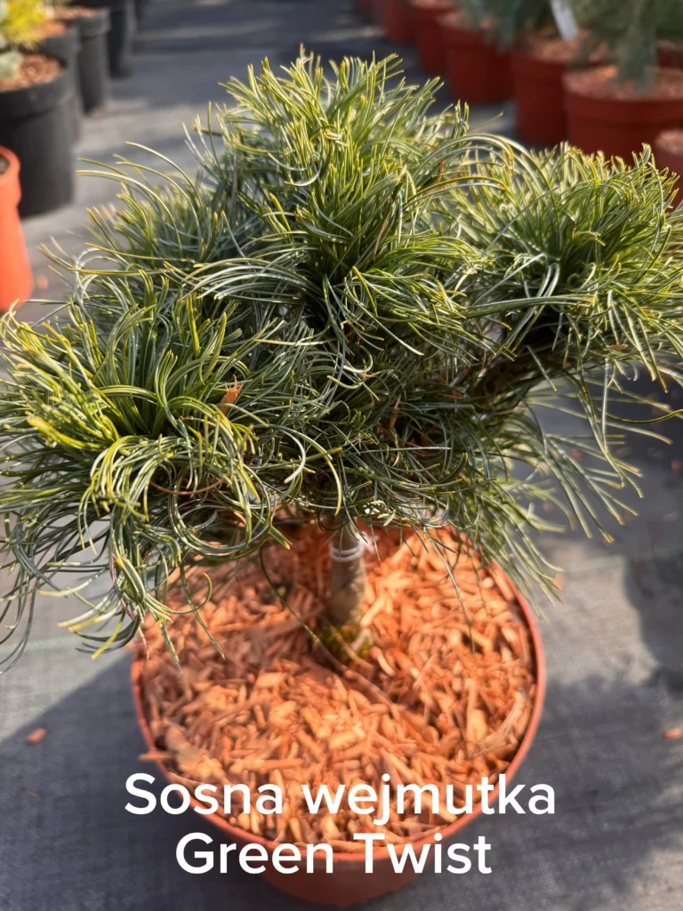 copy c098bf7e dc5f 4d45 b810 d84bd0f5edbe scaled