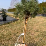 copy c8510c48 b5bc 4d2e 873f c3b33d4a9598 scaled