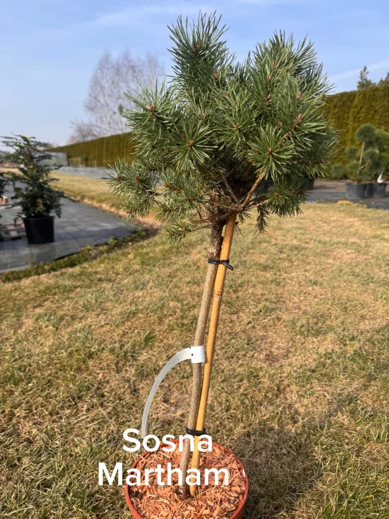 copy c8510c48 b5bc 4d2e 873f c3b33d4a9598 scaled