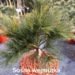 copy d5d6b114 8210 4930 a88b 822ab9780eae scaled