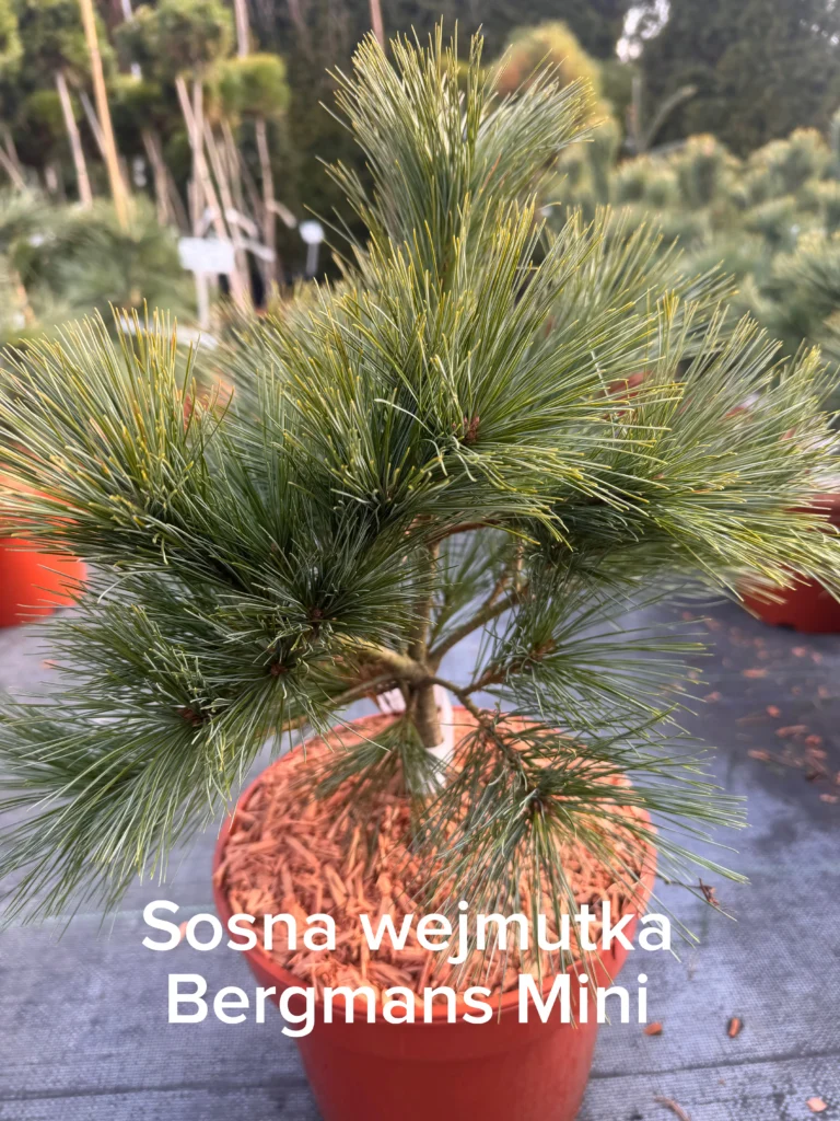 copy d5d6b114 8210 4930 a88b 822ab9780eae scaled