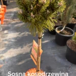 copy f174b75e 0ef6 457f a655 6db0fac0648c scaled