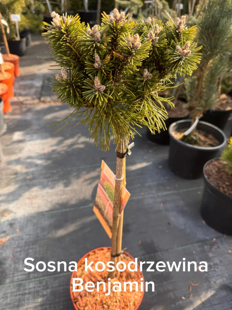 copy f174b75e 0ef6 457f a655 6db0fac0648c scaled