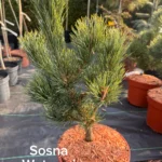 copy f225d751 2d13 4907 97f8 903f92fd37d2 scaled