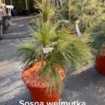 copy ffd09633 37c6 4709 9a1a a4f663b9420d scaled