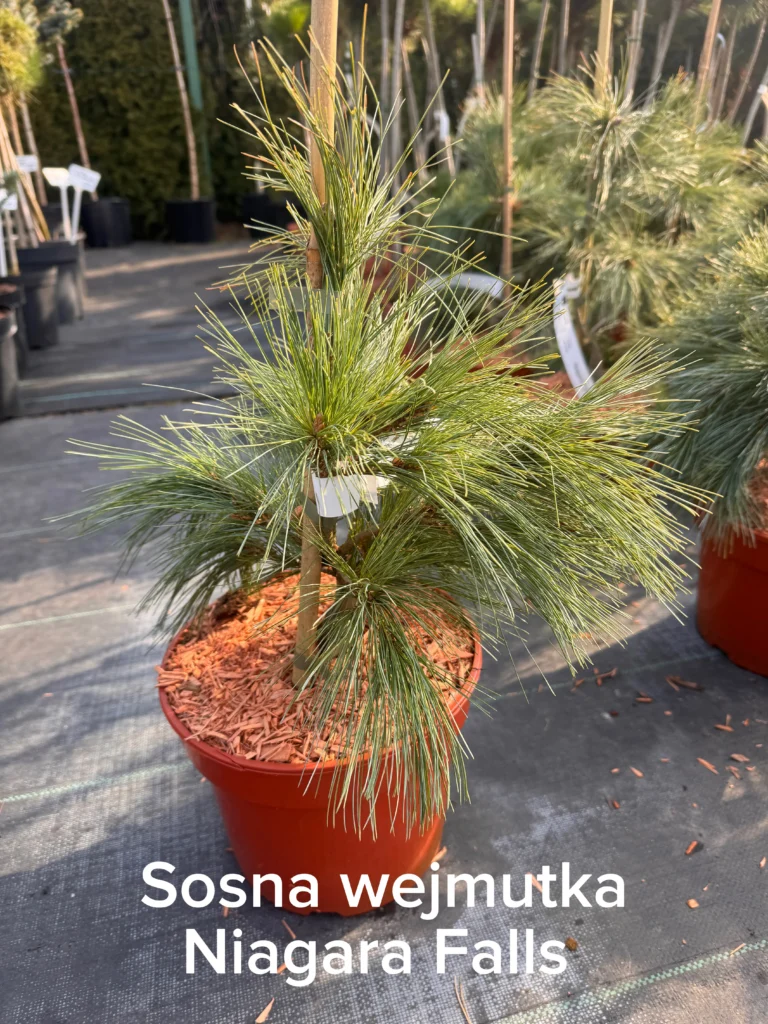 copy ffd09633 37c6 4709 9a1a a4f663b9420d scaled