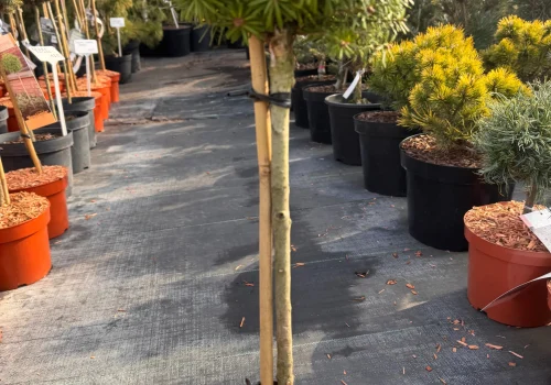 copy a9667e32 cffc 4db1 b671 a156926449d1 scaled