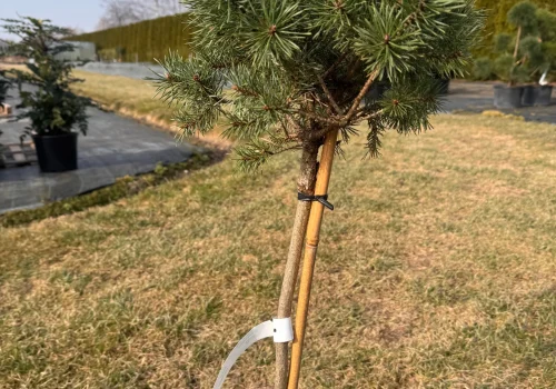 copy c8510c48 b5bc 4d2e 873f c3b33d4a9598 scaled