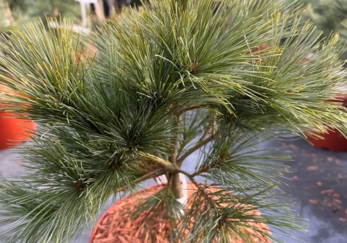 copy d5d6b114 8210 4930 a88b 822ab9780eae scaled