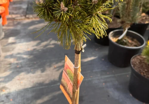 copy f174b75e 0ef6 457f a655 6db0fac0648c scaled