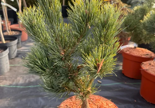 copy f225d751 2d13 4907 97f8 903f92fd37d2 scaled