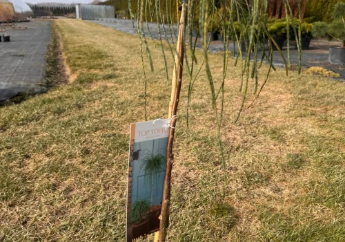 copy ff32a0a4 d22d 4963 8512 6f6964fdaa00 scaled