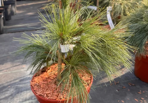 copy ffd09633 37c6 4709 9a1a a4f663b9420d scaled